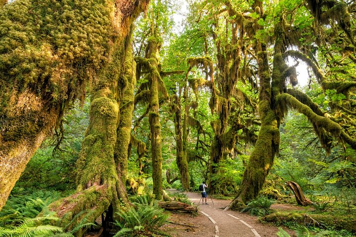 Olympic National Park Self-Guided Driving Audio Tour - Photo 1 of 12